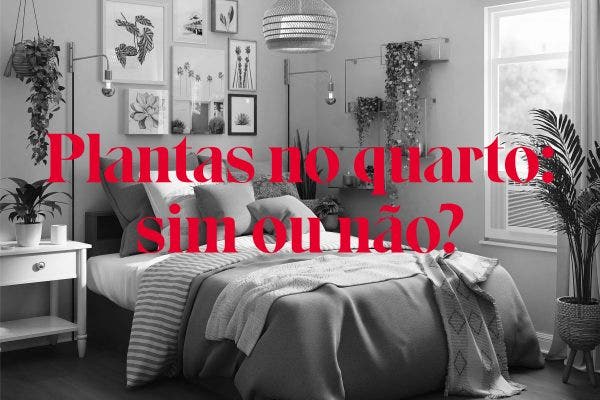 As melhores plantas para o quarto