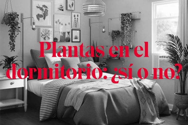 Las mejores plantas para el dormitorio